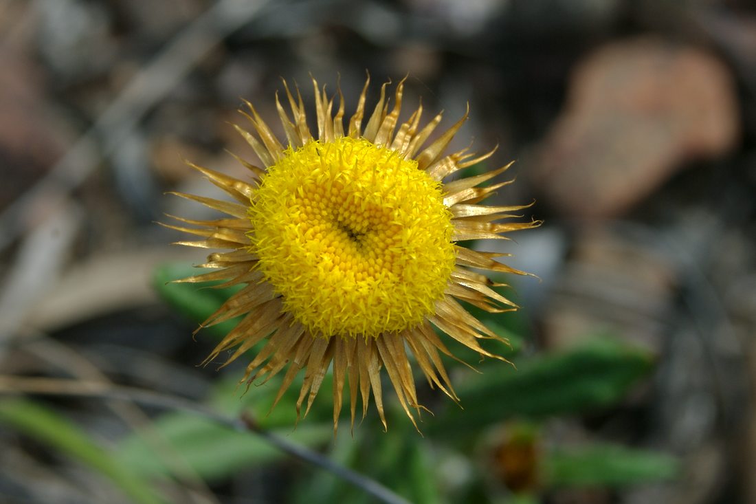 Asteraceae Helichrysum collinum