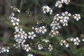 image of Leptospermum multicaule