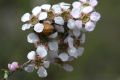 image of Leptospermum multicaule