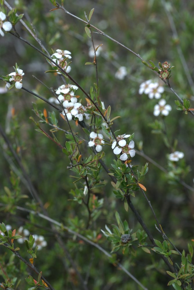 Myrtaceae Leptospermum multicaule