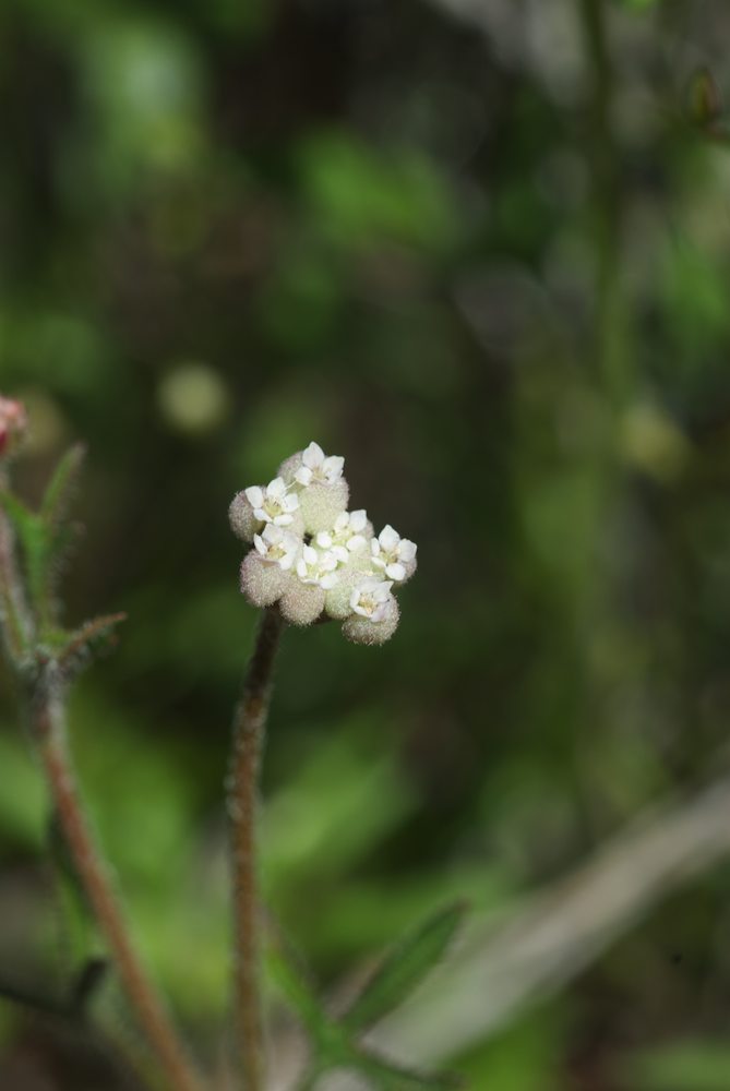 Araliaceae Trachymene ornata