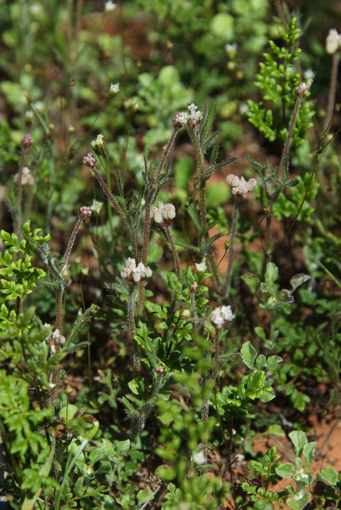 Araliaceae Trachymene ornata