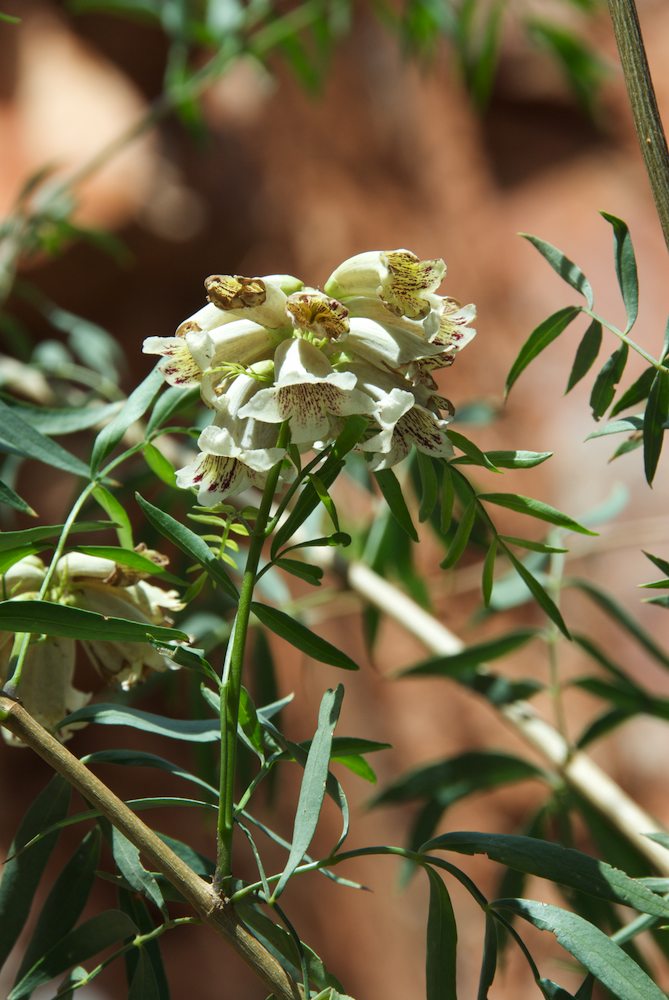 Bignoniaceae Pandorea pandorana