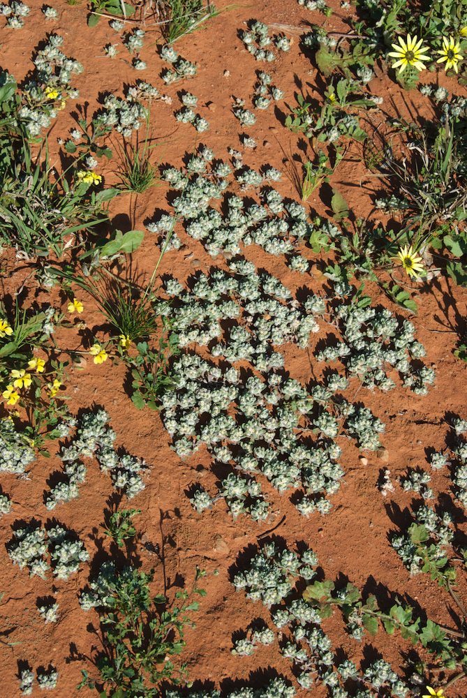 Asteraceae Actinobole uliginosum