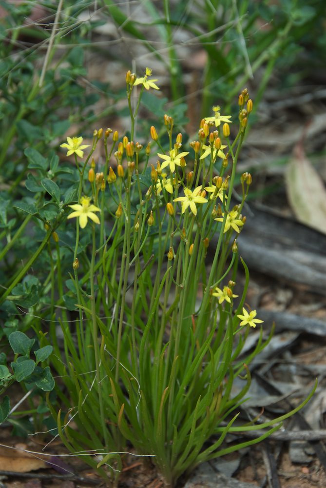 Asphodelaceae Bulbine semibarbata