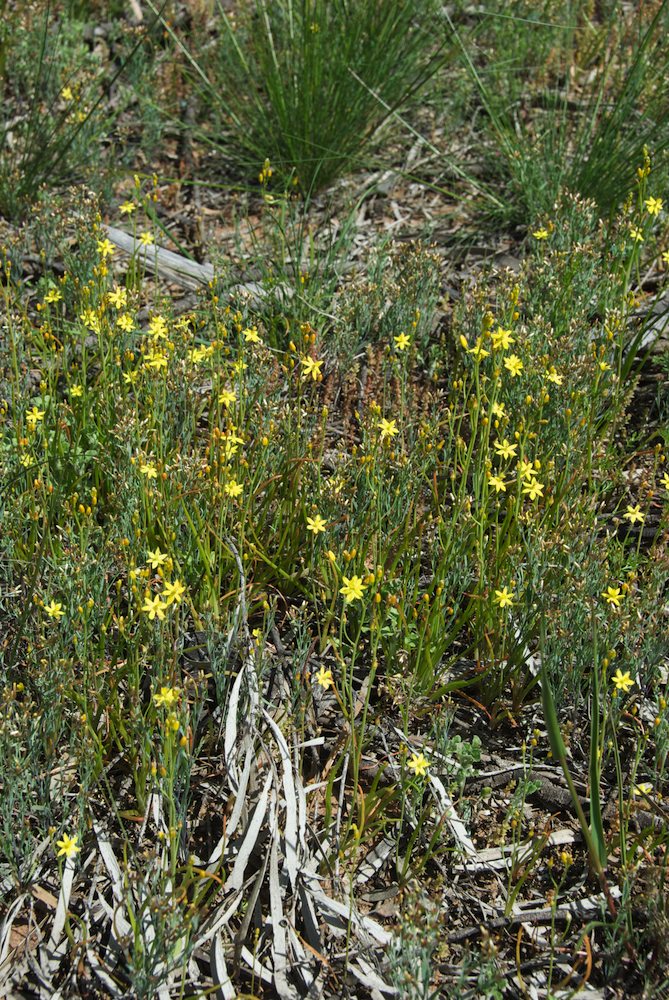 Asphodelaceae Bulbine semibarbata