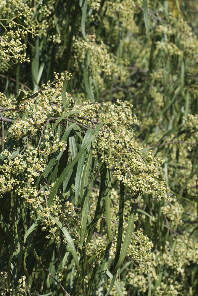 Rutaceae Geijera parviflora