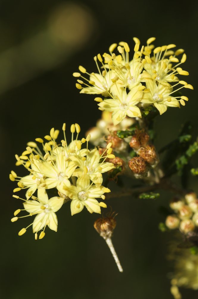 Rutaceae Phebalium obcordatum