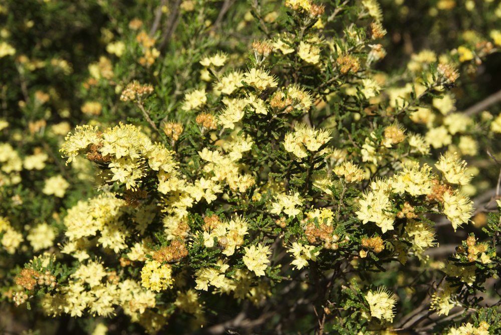 Rutaceae Phebalium obcordatum