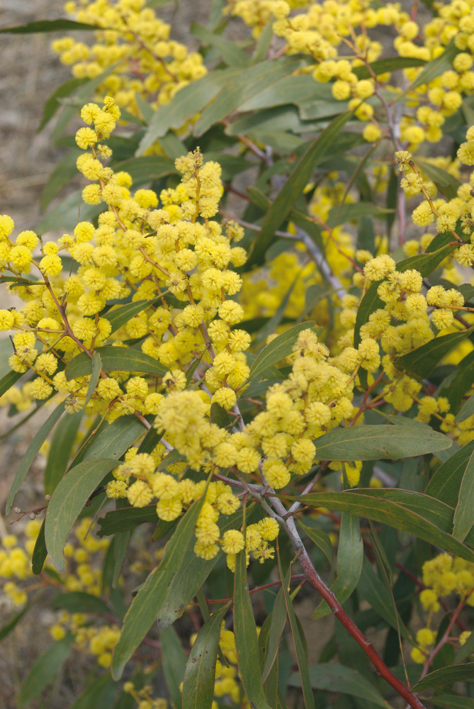 Fabaceae Acacia pycnantha