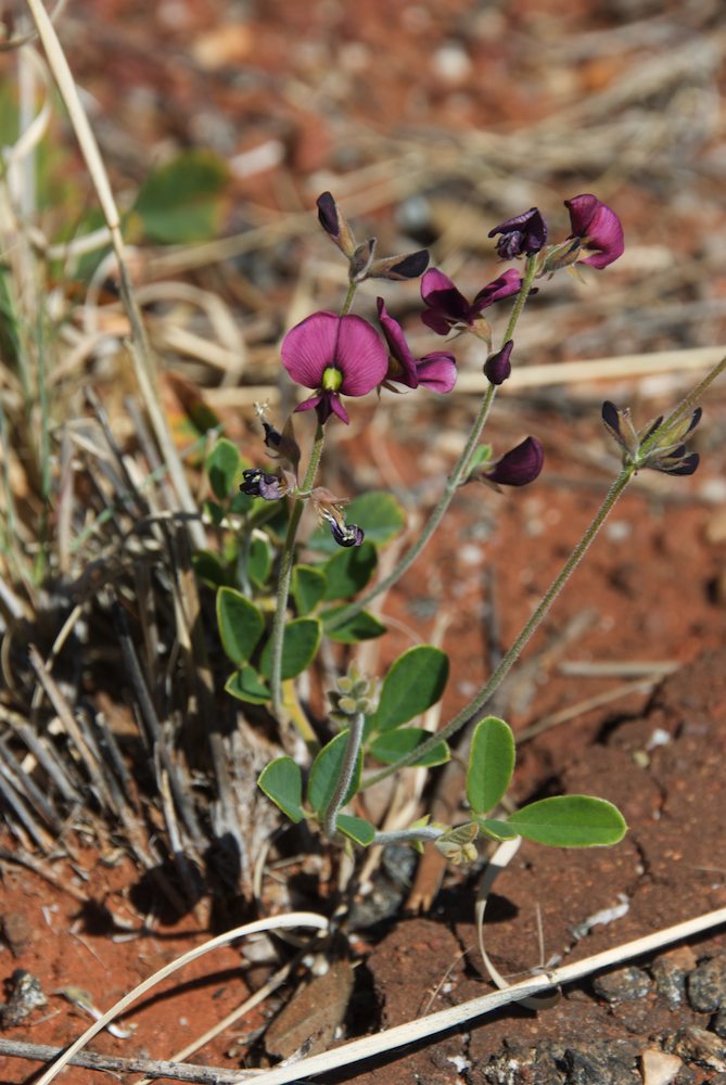 Fabaceae Kennedia preorepens