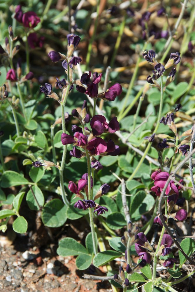 Fabaceae Kennedia preorepens