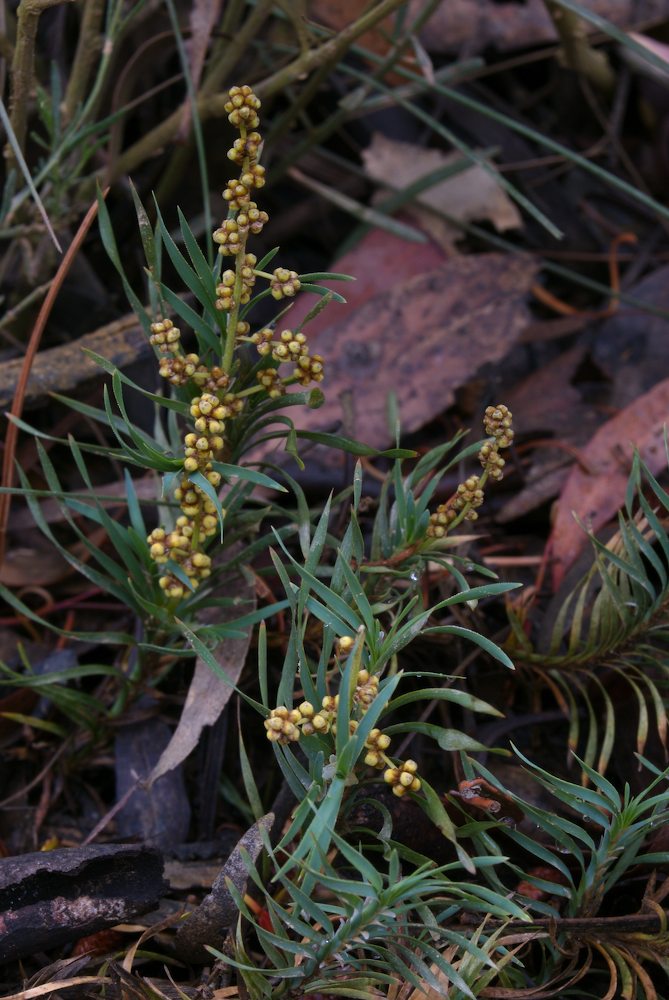 Asparagaceae Lomandra obliqua