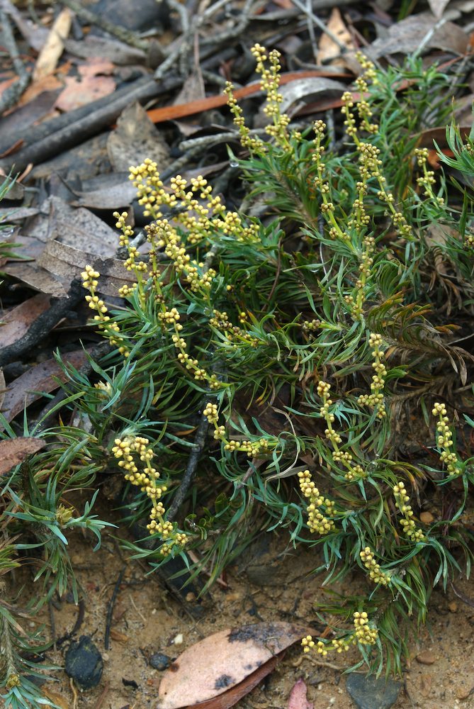 Asparagaceae Lomandra obliqua