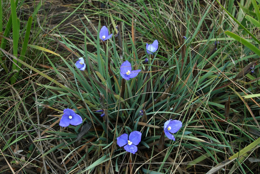 Iridaceae Patersonia sericea