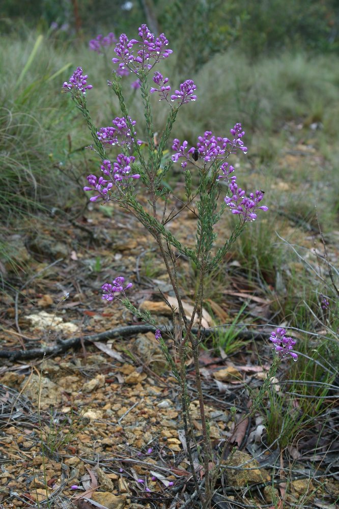 Polygalaceae Comesperma ericinum