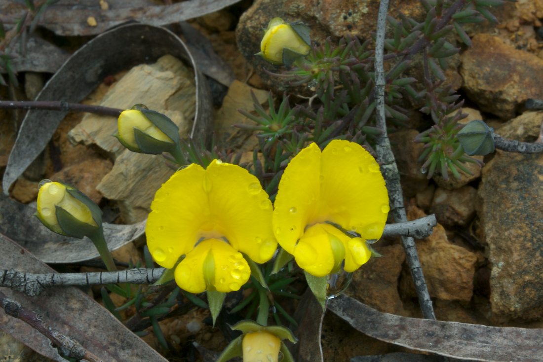 Fabaceae Gompholobium minus