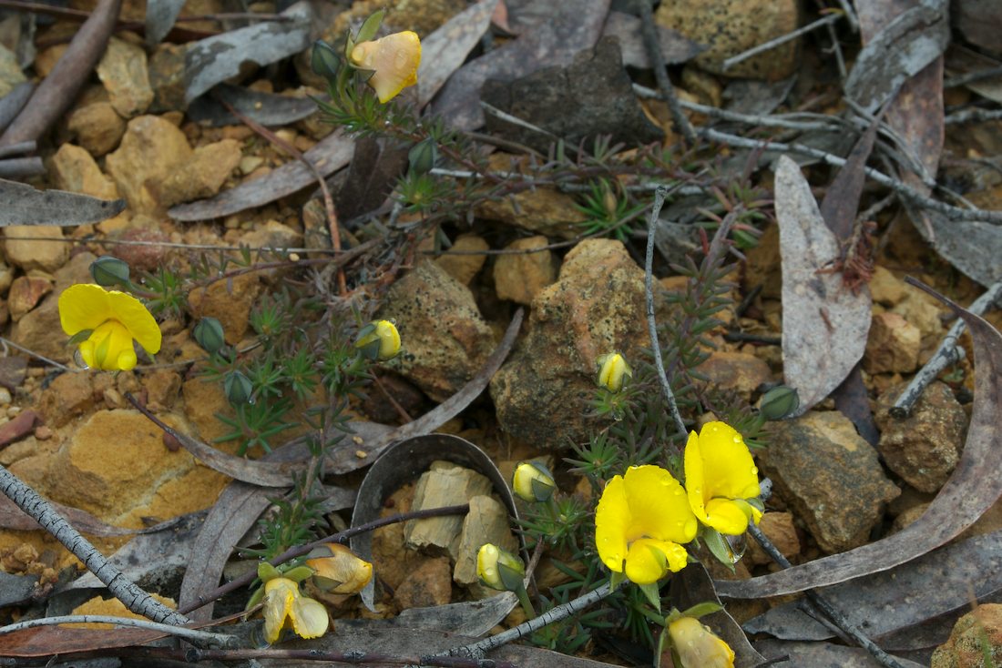 Fabaceae Gompholobium minus