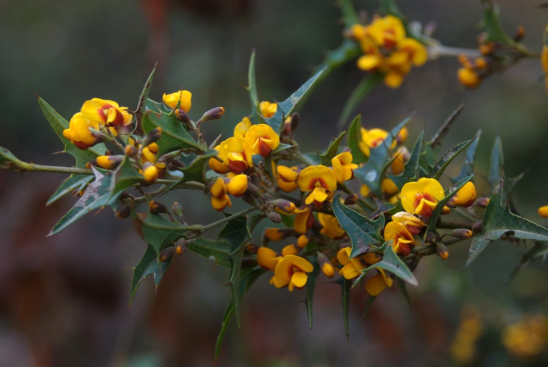 Fabaceae Podolobium ilicifolium