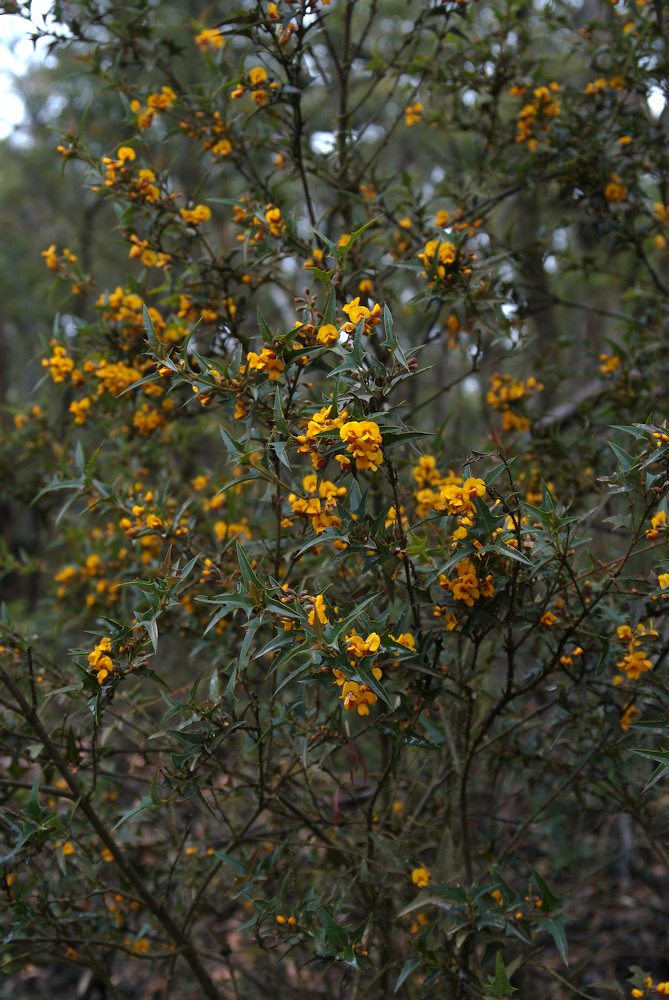 Fabaceae Podolobium ilicifolium