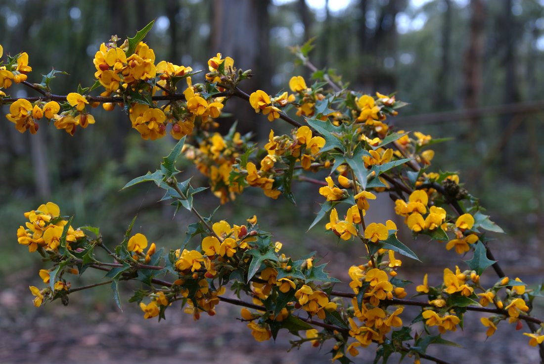 Fabaceae Podolobium ilicifolium