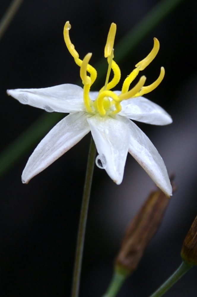 Asphodelaceae Thelionema caespitosum