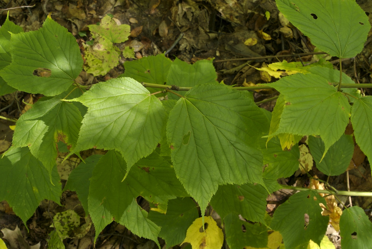 Aceraceae Acer pensylvanicum