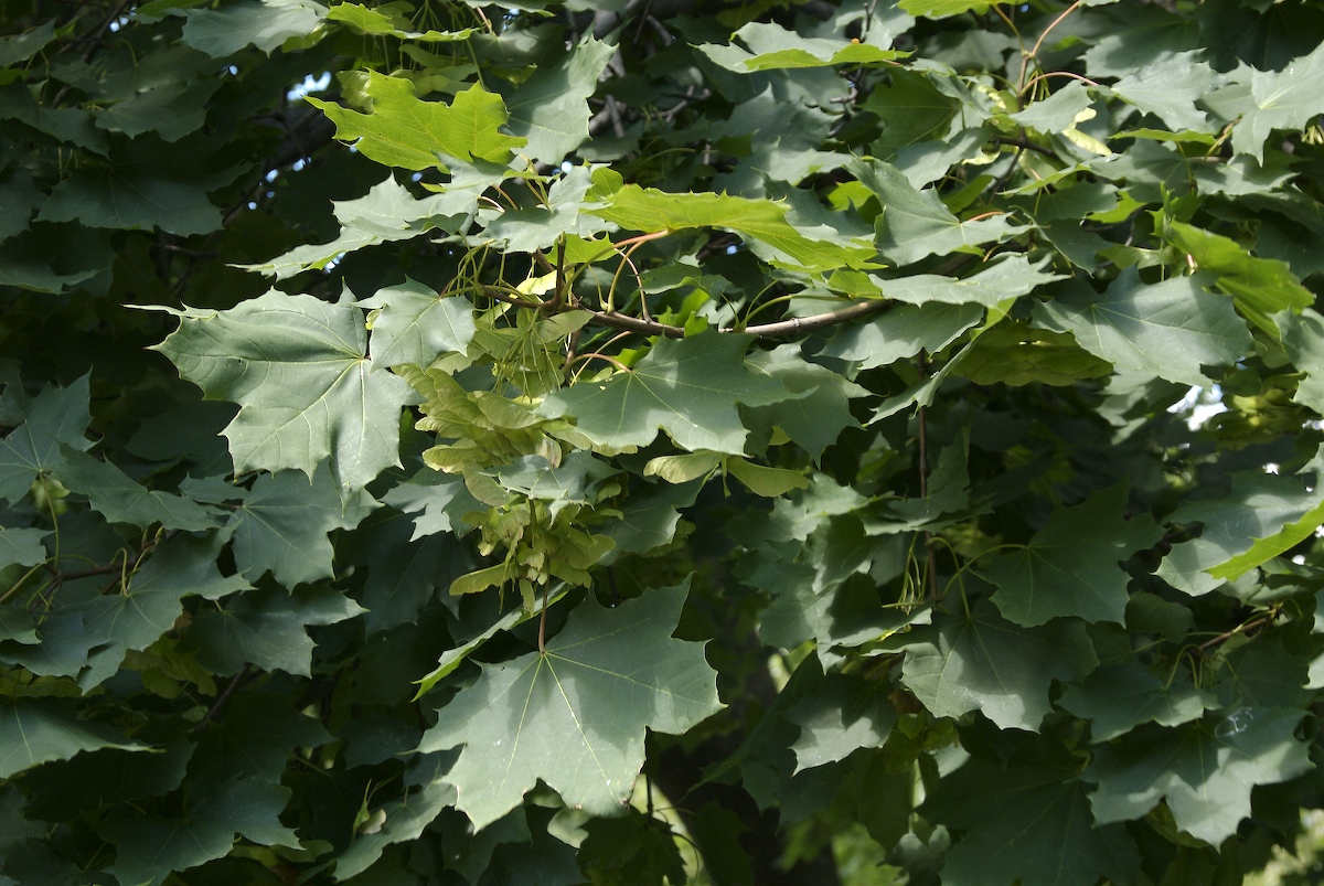 Aceraceae Acer platanoides