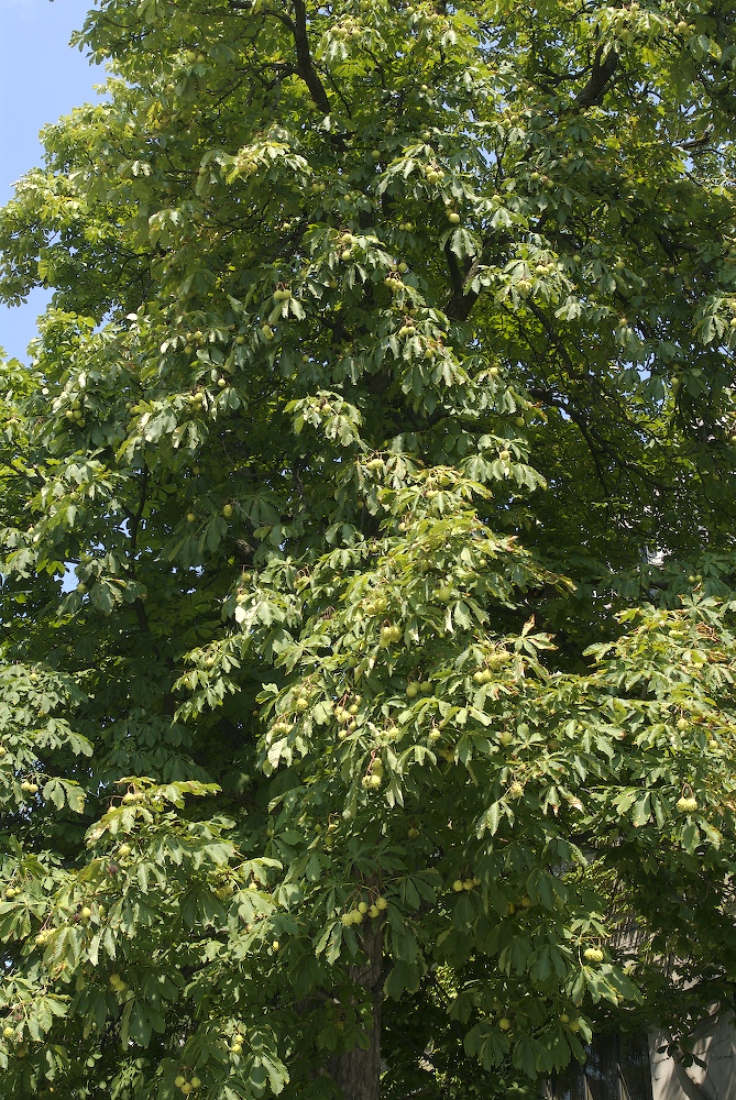 Hippocastanaceae Aesculus hippocastanum