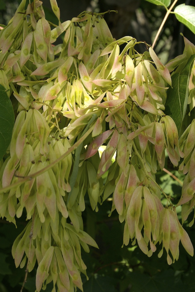 Simaroubaceae Ailanthus altissima