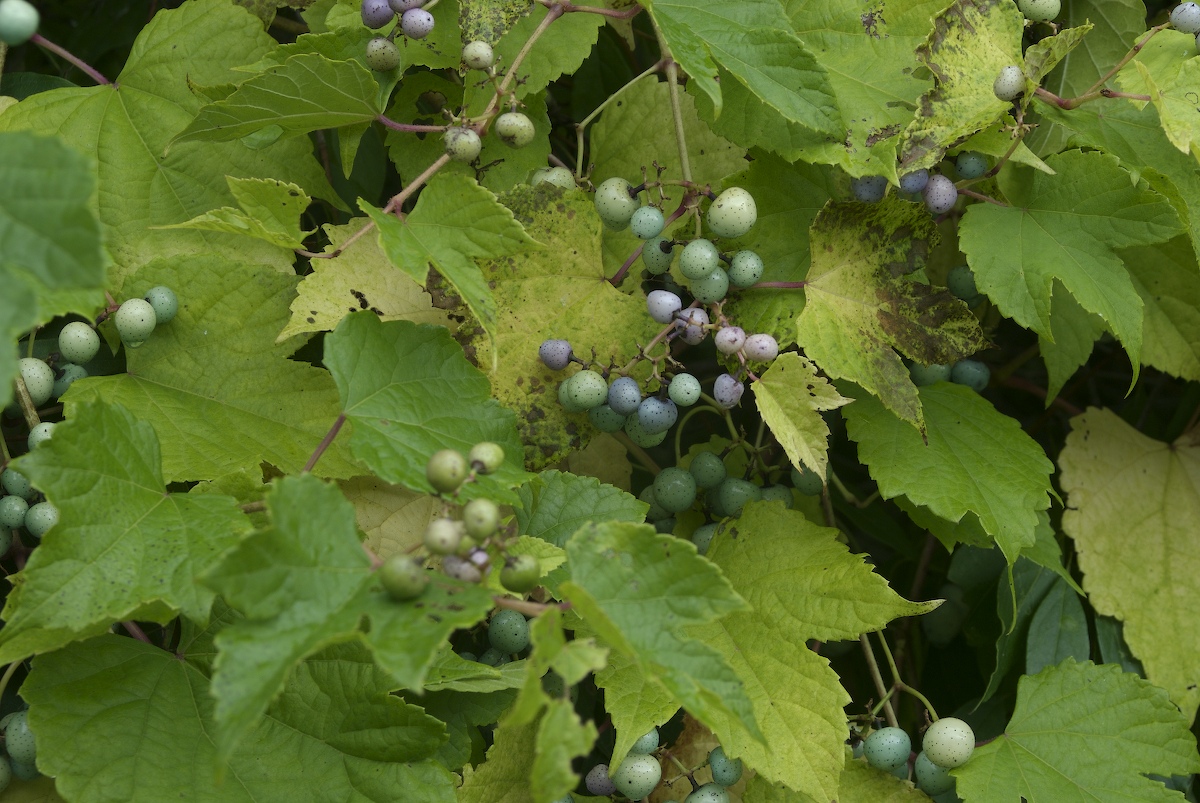 Vitaceae Ampelopsis brevipedunculata