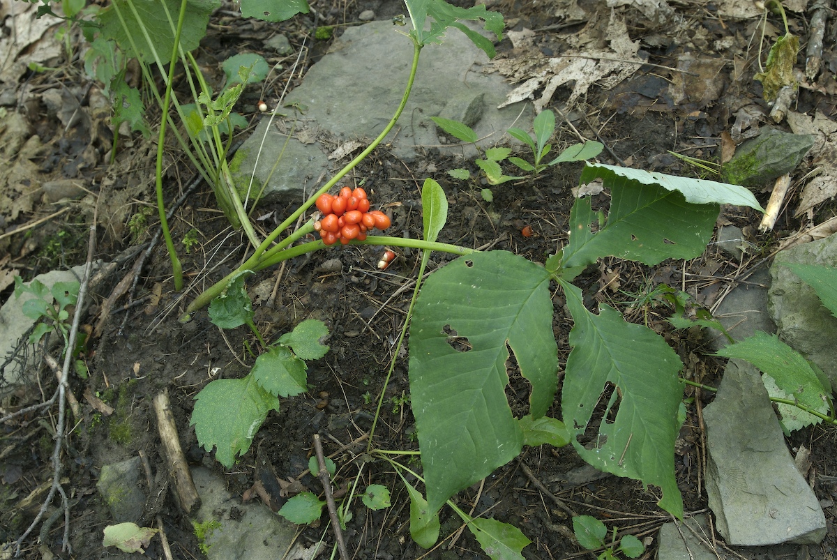 Araceae Arisaema triphyllum