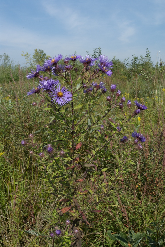 Asteraceae Aster novae-angliae