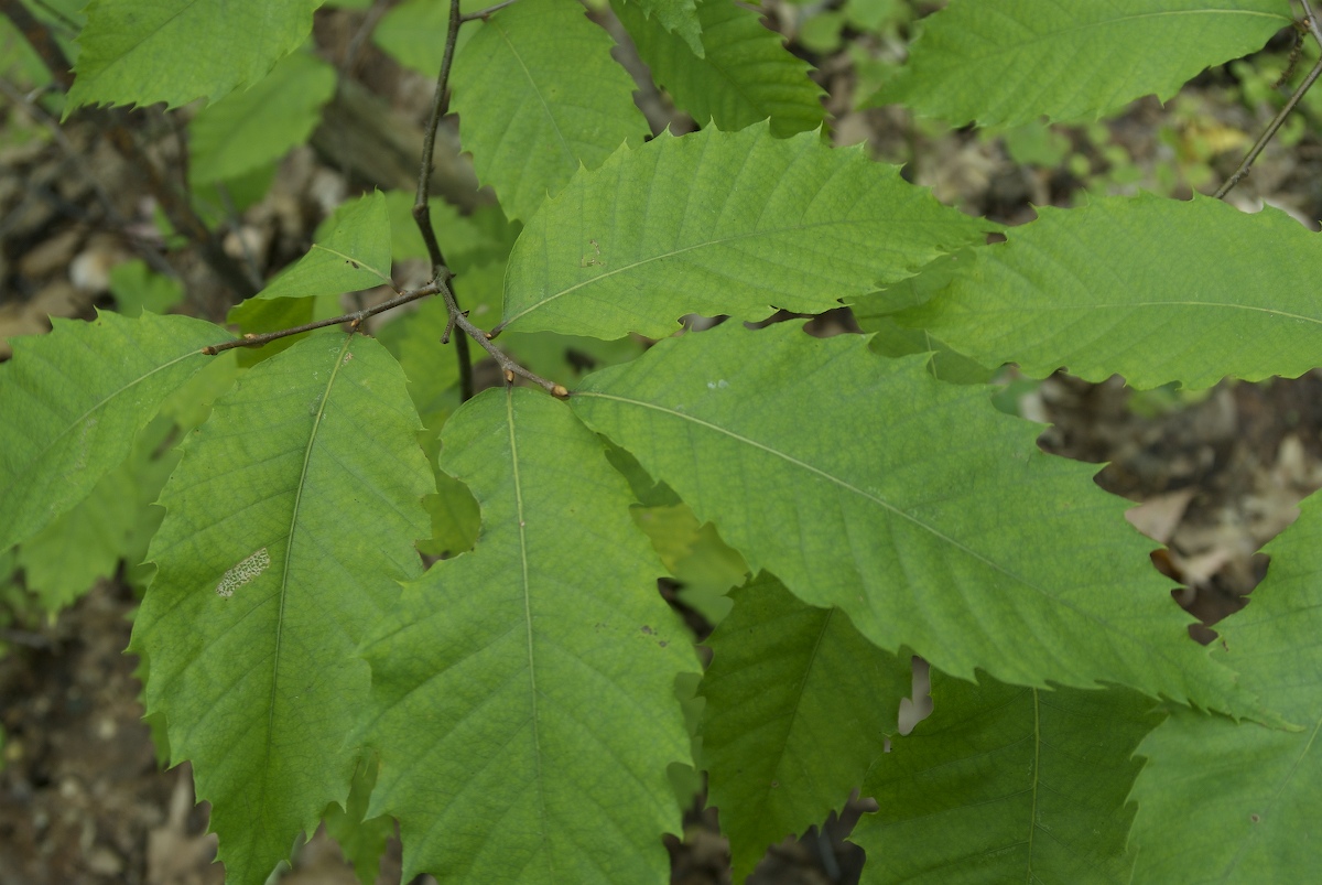 Fagaceae Castanea dentata