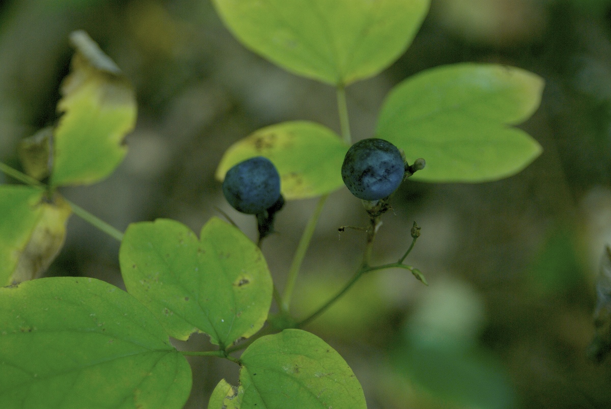 Berberidaceae Caulophyllum thalictroides