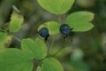 image of Caulophyllum thalictroides