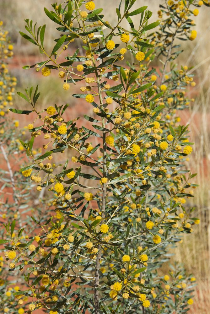 Fabaceae Acacia dictyophleba