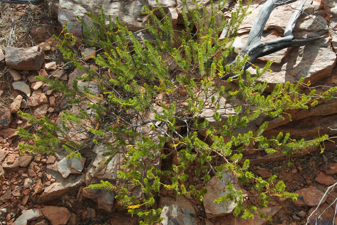 Fabaceae Acacia spondyophylla