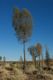 image of Allocasuarina decaisneana