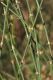 image of Allocasuarina decaisneana