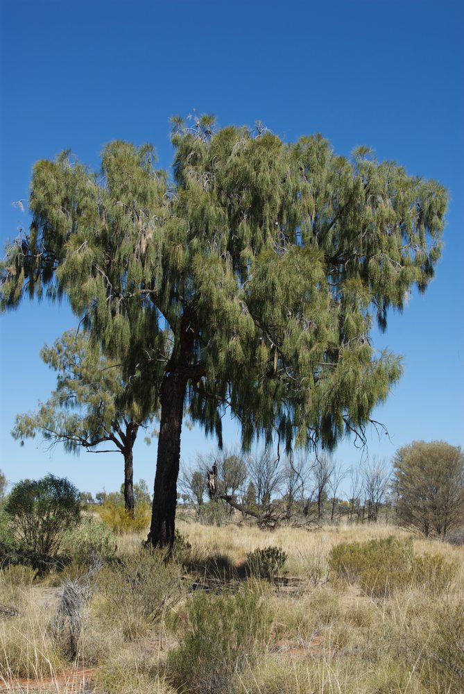 Casuarinaceae Allocasuarina decaisneana