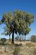 image of Allocasuarina decaisneana