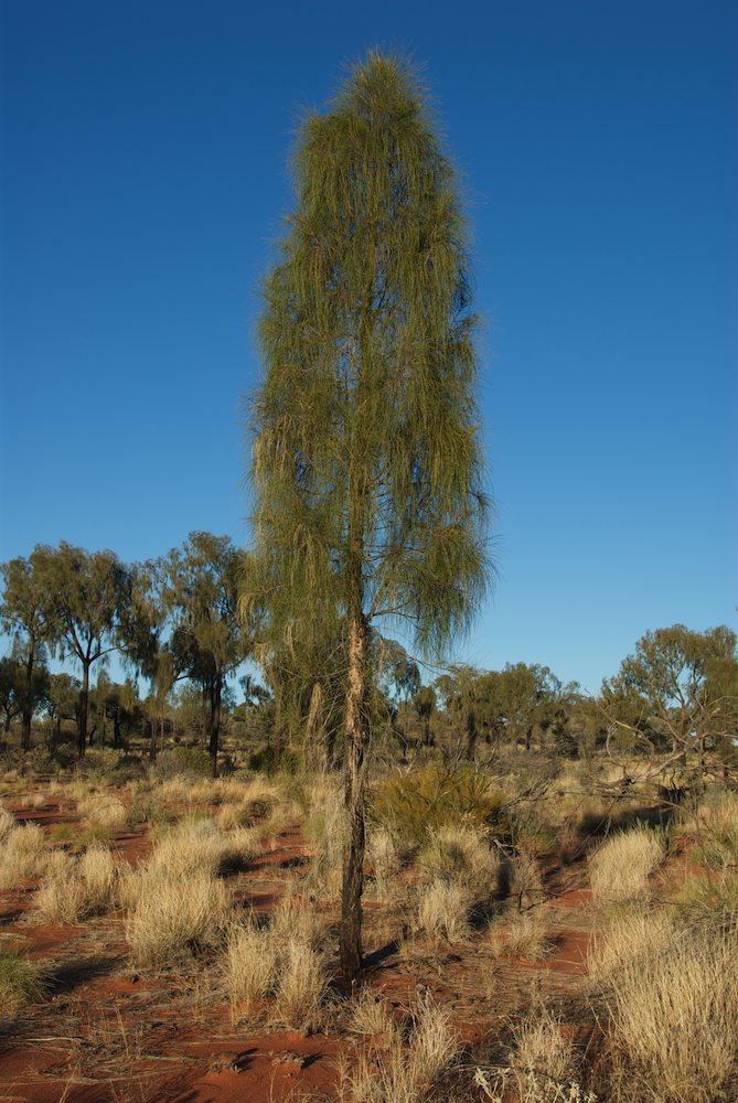 Casuarinaceae Allocasuarina decaisneana