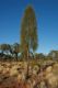 image of Allocasuarina decaisneana