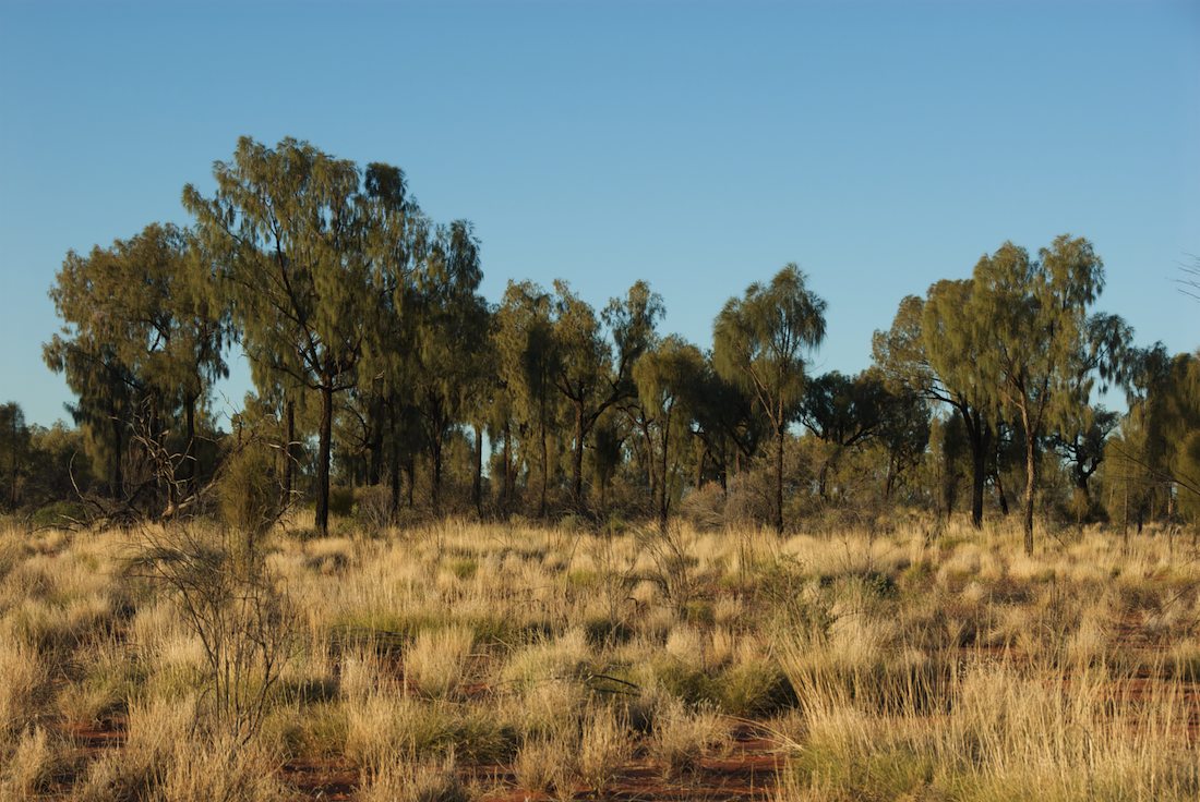 Poaceae Triodia 