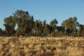 image of Allocasuarina decaisneana