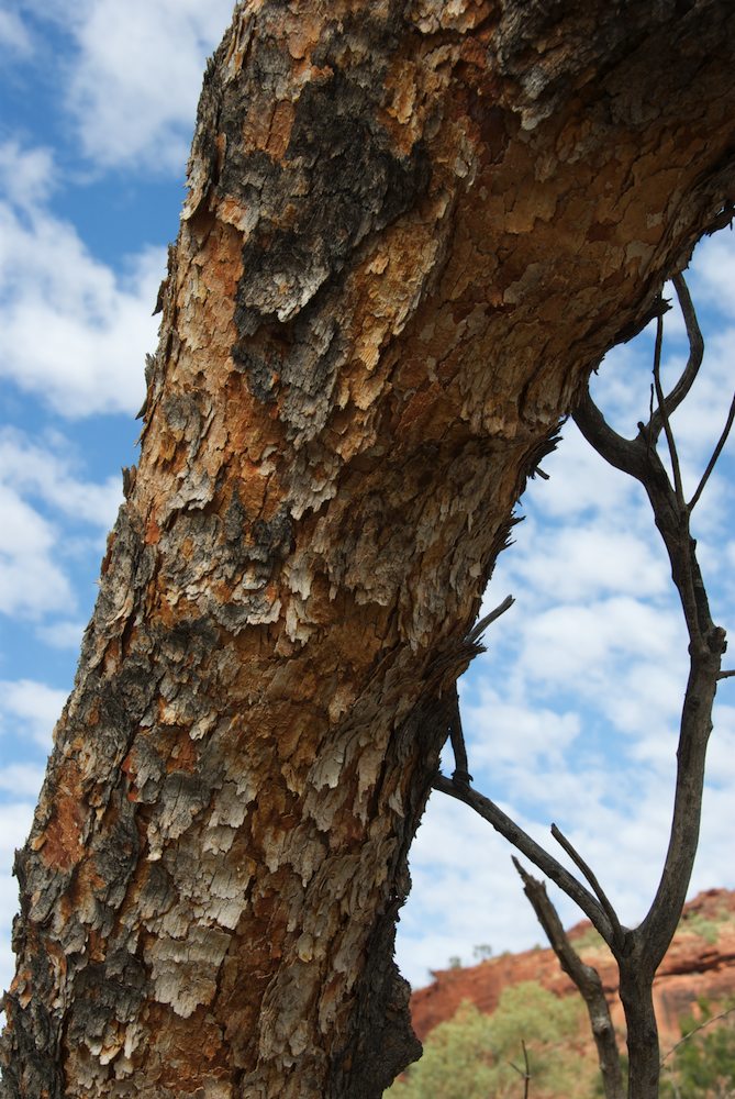 Myrtaceae Corymbia opaca