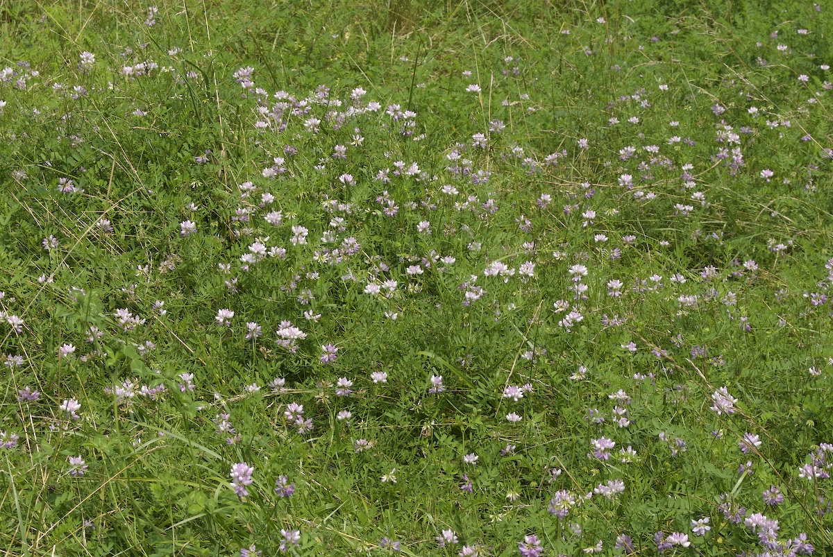 Fabaceae Coronilla varia