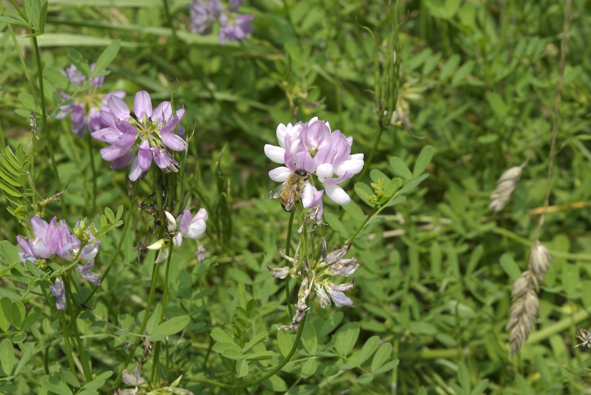 Fabaceae Coronilla varia