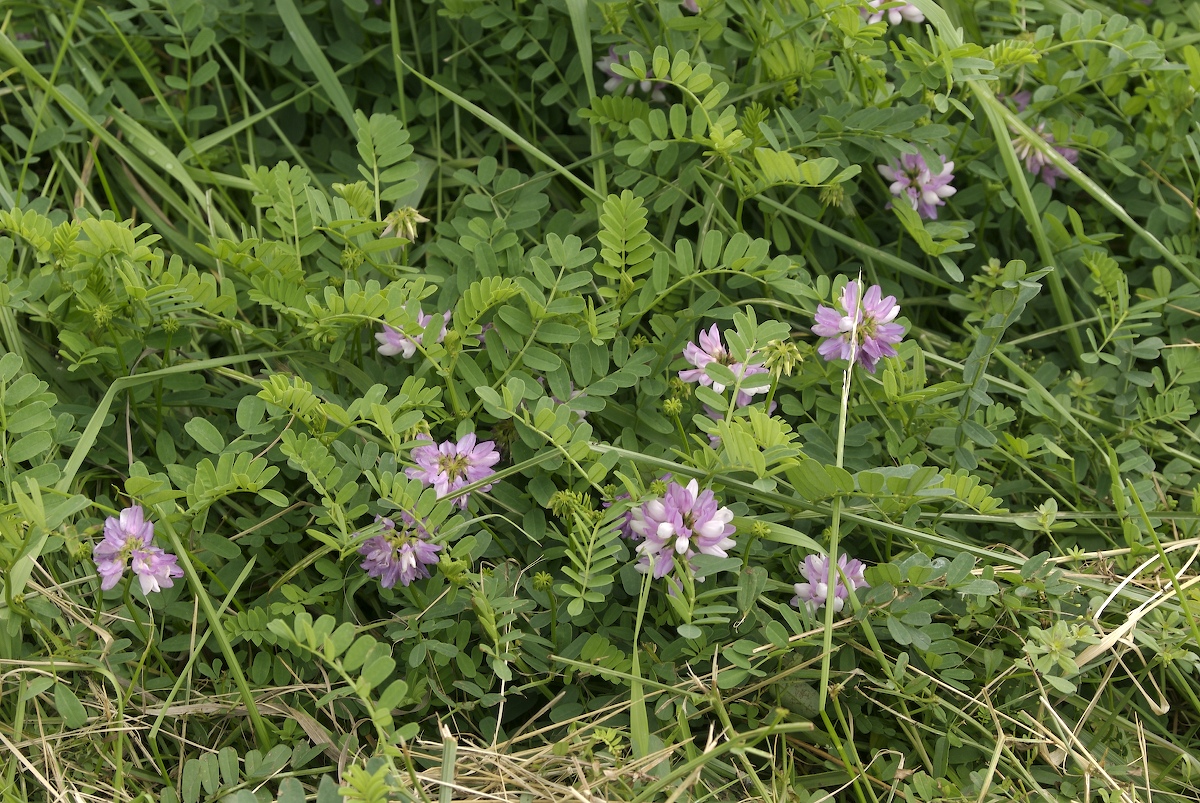 Fabaceae Coronilla varia